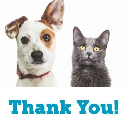 Your Love Saves Lives Campaign Completion - Historic Support Shown for Homeless Pets!