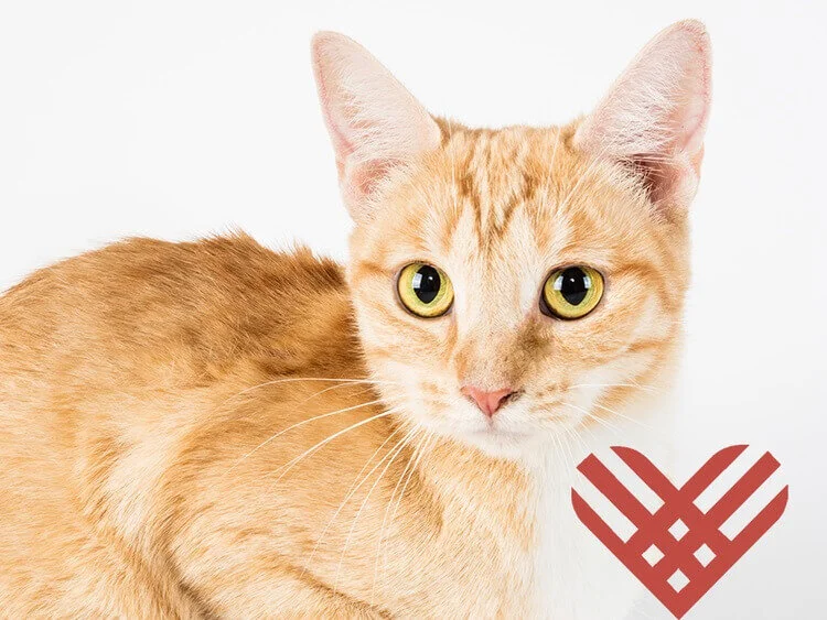 Giving Tuesday 2018