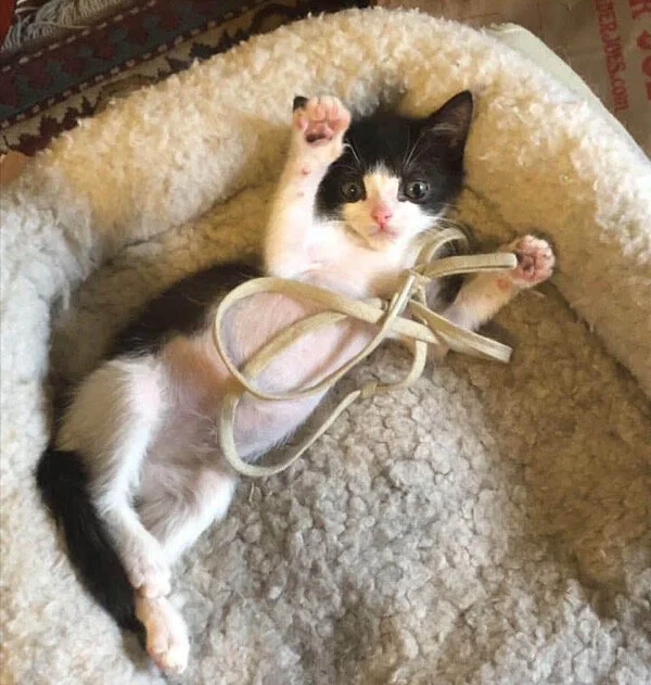 Tiny Kitten, Tippy, Gets Second Chance