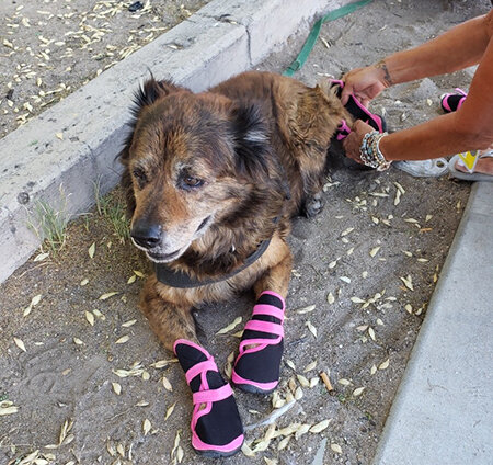 Dog receives free booties to protect her paws from hot asphalt at a community outreach event.