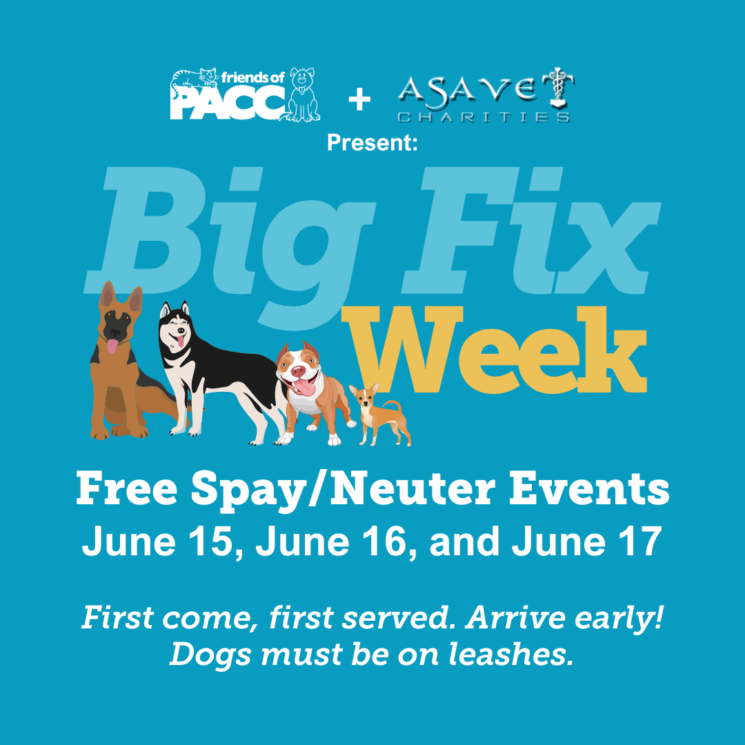 Join the Cause: Friends of PACC’s “Big Fix Week" Offers Free Spay/Neuter Events