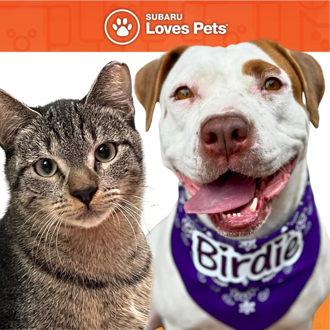 Tucson Subaru Adoption Event