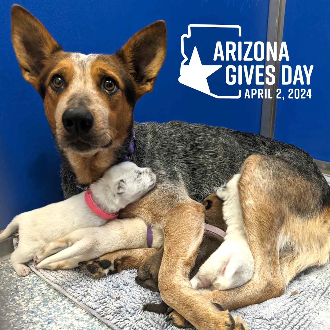 2024 Arizona Gives Day: Spay/Neuter Support