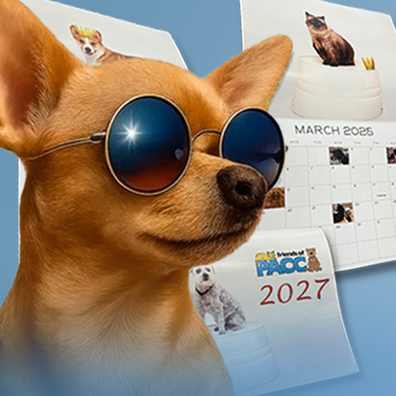 The 2027 Friends of PACC Pet Calendar Is Here