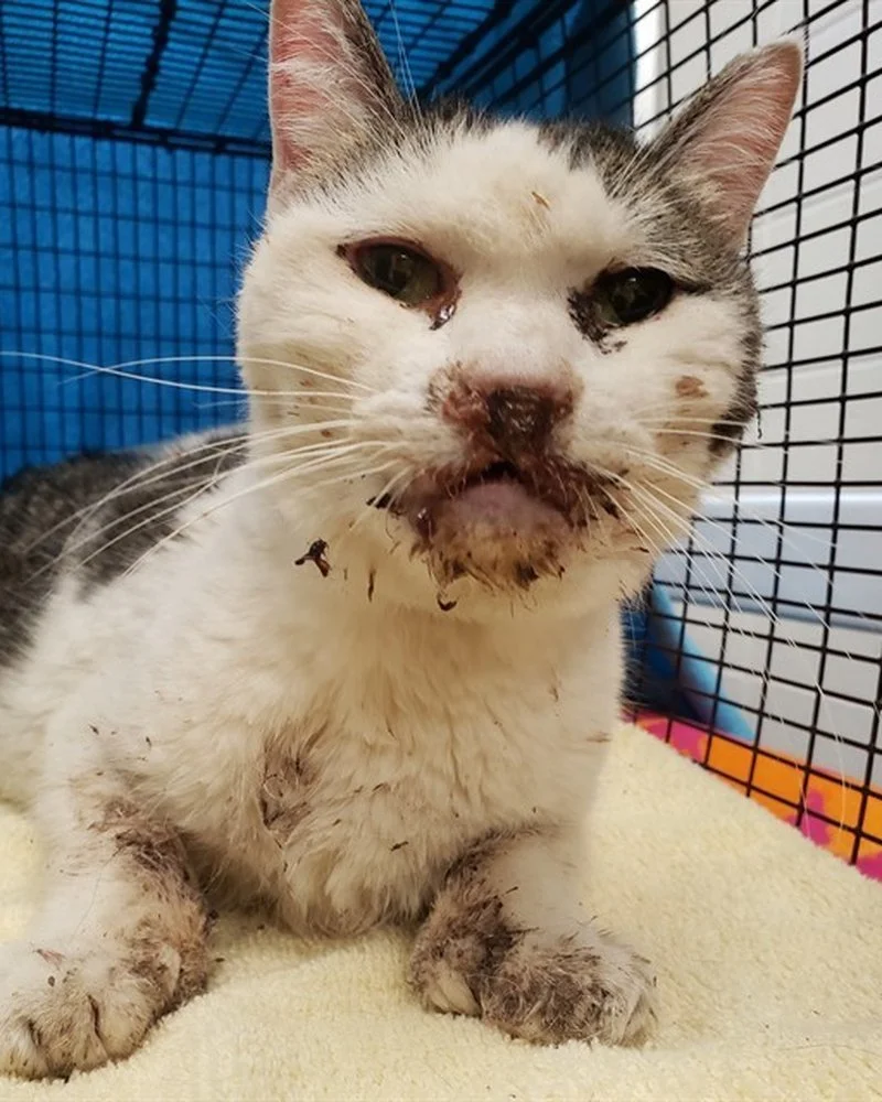 Jimmy at intake, with a dirty face and mouth sores