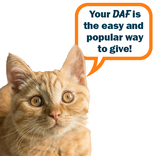 Orange kitten with word bubble that says "Your DAF is the easy and popular way to give!"