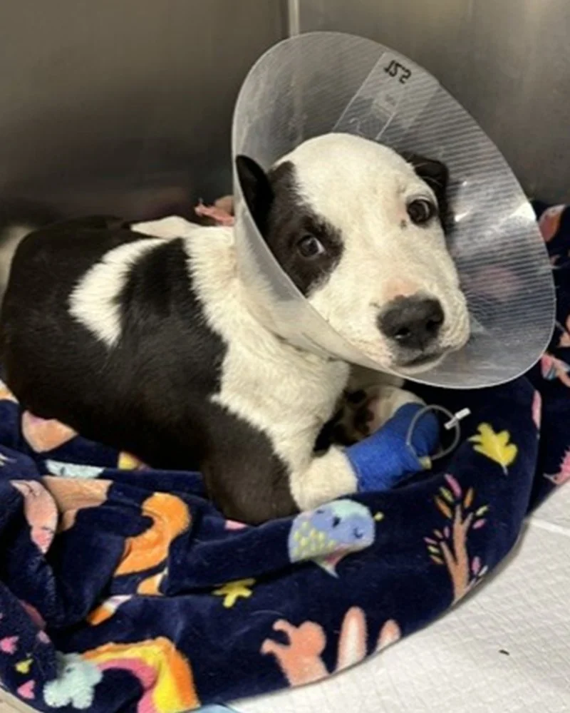 Sombra, the dog recovering after medical care.
