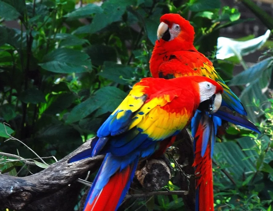 belizeparrot.jpg