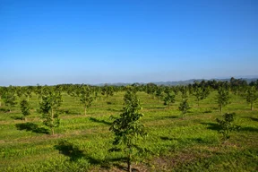 Young Trees
