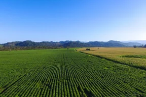 The Plantation