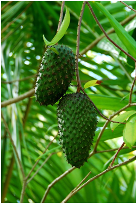soursop fruit.png