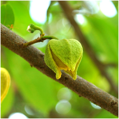 planting Soursop.png