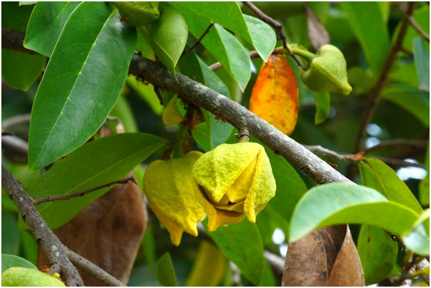 Soursop Tree.png
