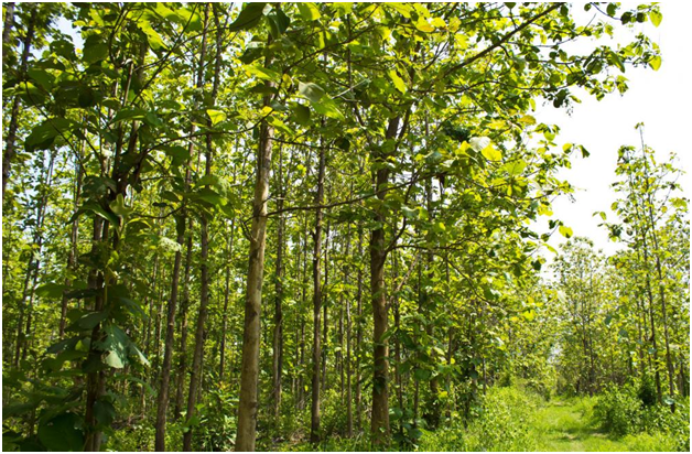 teak forest.png