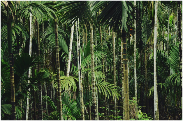 teak forest.png