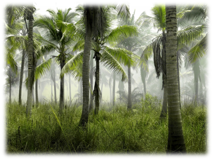 belize forest.png