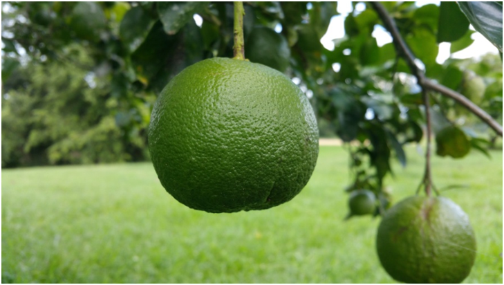 fruit farming.png