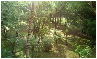 Belize Forest.png