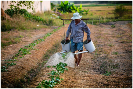 soursop cultivation.png