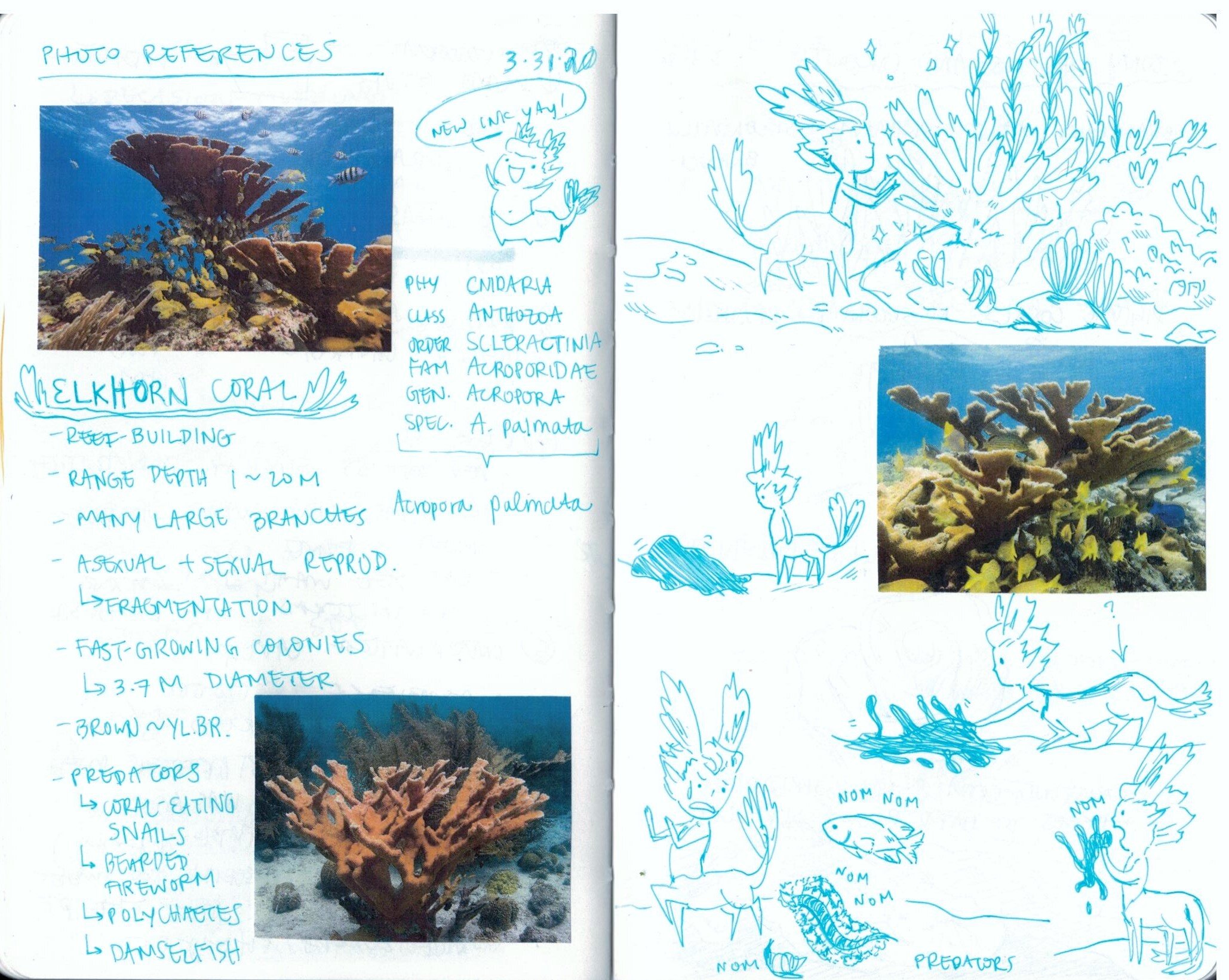  Excerpt from my design notebook where I researched elkhorn coral for the player character. 