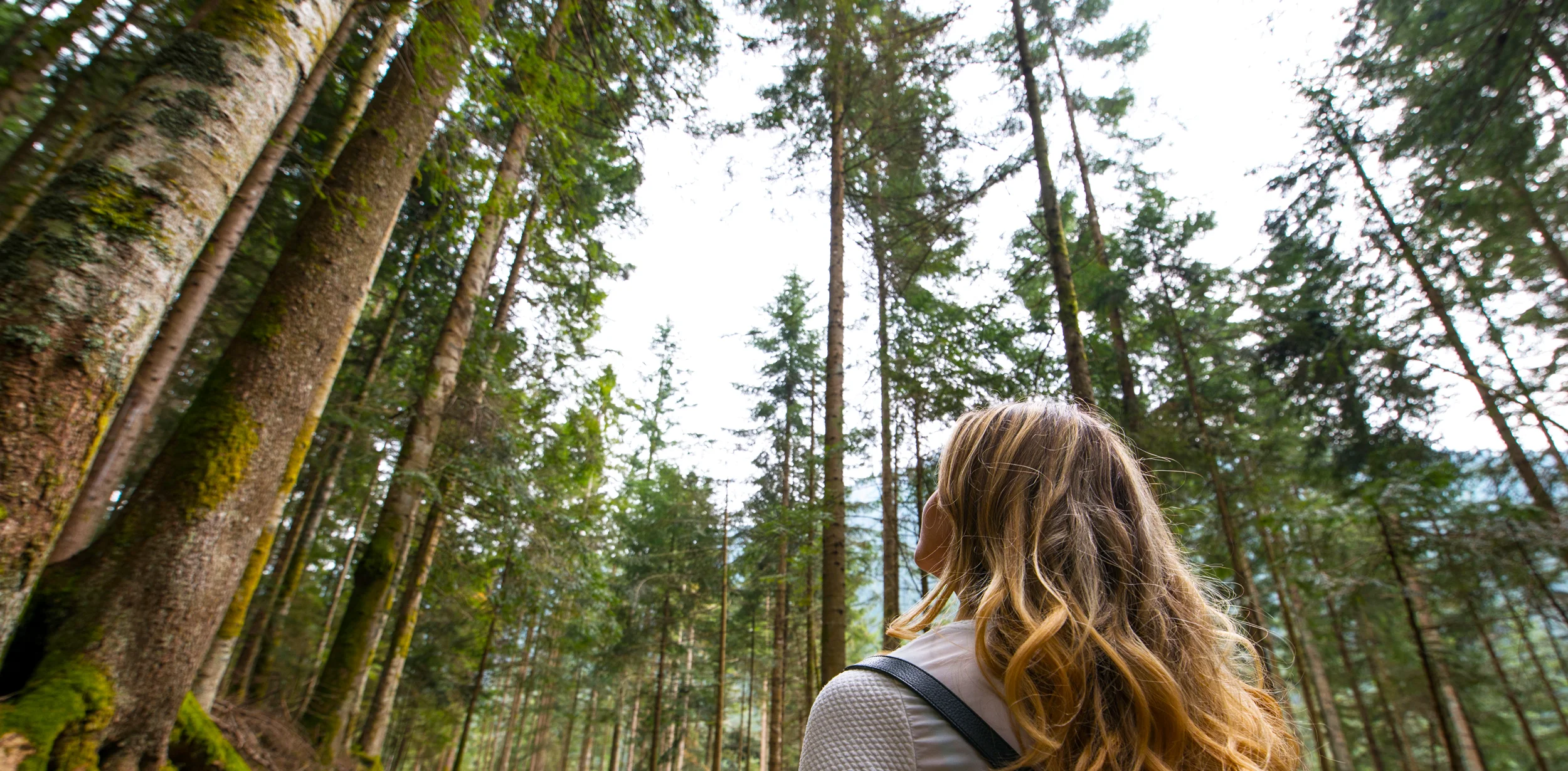TALKING TREES