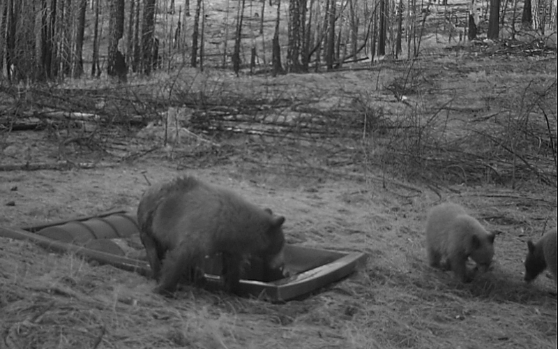 Bears at Dome Top 500 Guzzler in Plumas NF