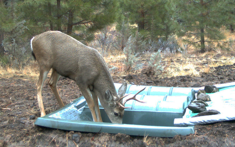 Deer Drinking from Dome Top 500 Guzzler