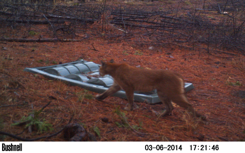 Cougar and Dome-Top 500 Guzzler in Plumas National Forrest  