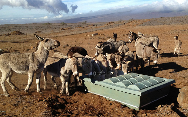 Hawaii Wild Donkey at Dome Top 500 Guzzler