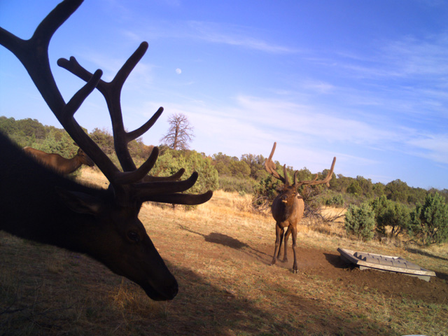 New Mexico Elk at Dome Top 500 Guzzler