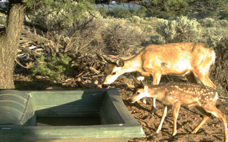 Doe and Fawn at Dome Top 500 Guzzler