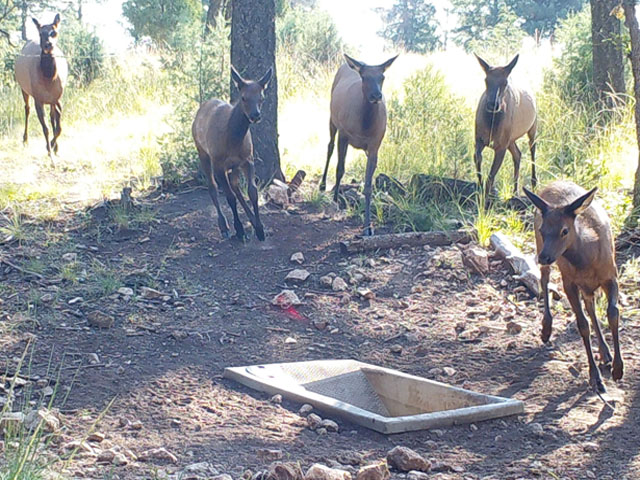 Elk Calfs Running to Wildlife Drinker-110