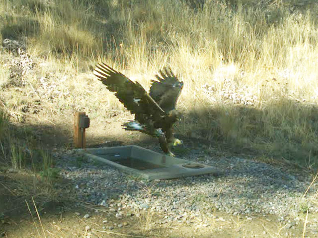 Eagle and Wildlife Water Drinker 110
