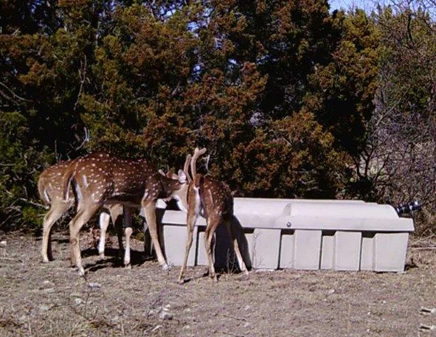 Axis Deer Drinking from Low-Profile Guzzler in Texas