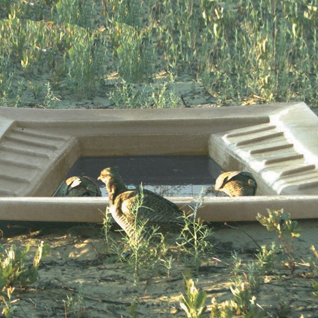 Clint W. Boal, Texas Cooperative Fish and Wildlife Research Unit,
Texas Tech University have spent years studying the Lesser Prairie-Chicken.  Recently they compared the use of various man-made water sources.  https://static1.squarespace.com/static/5