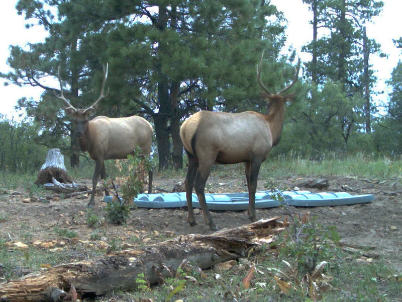 San Juan National Forest — Rainmaker Wildlife Products