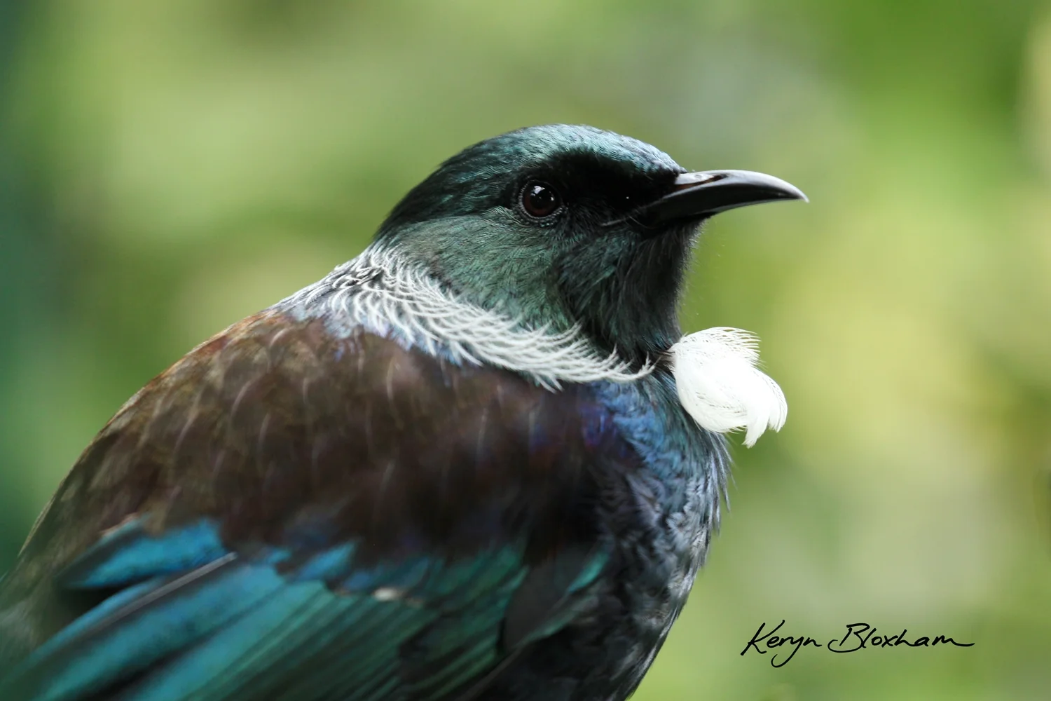 Tui close up