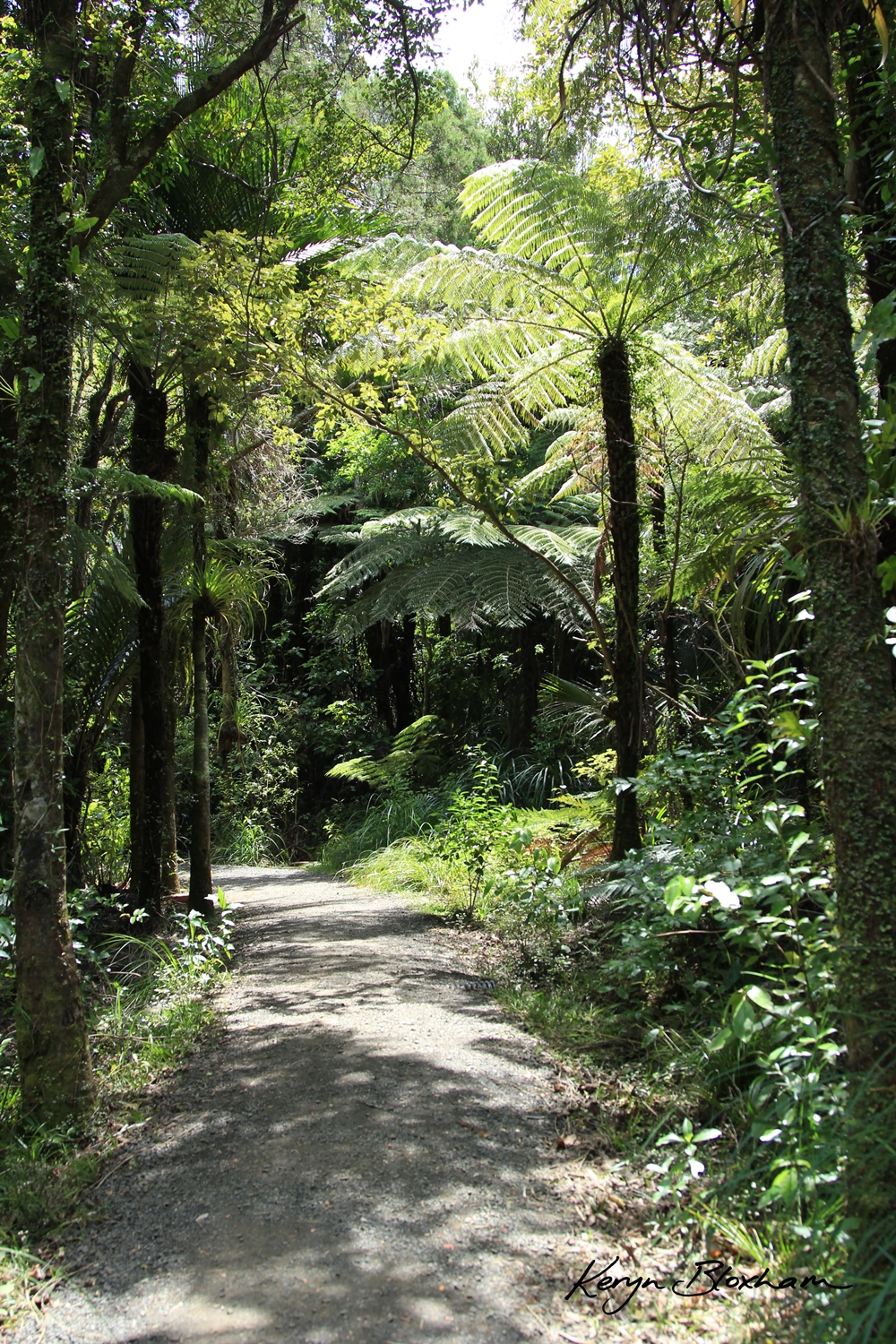 Bush walk