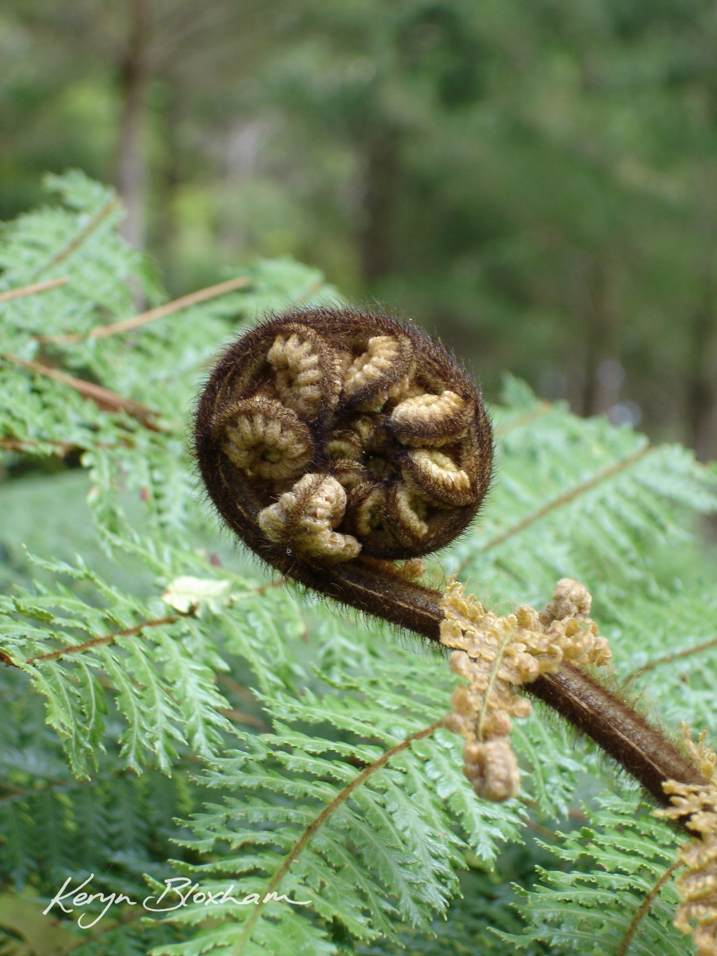 Koru