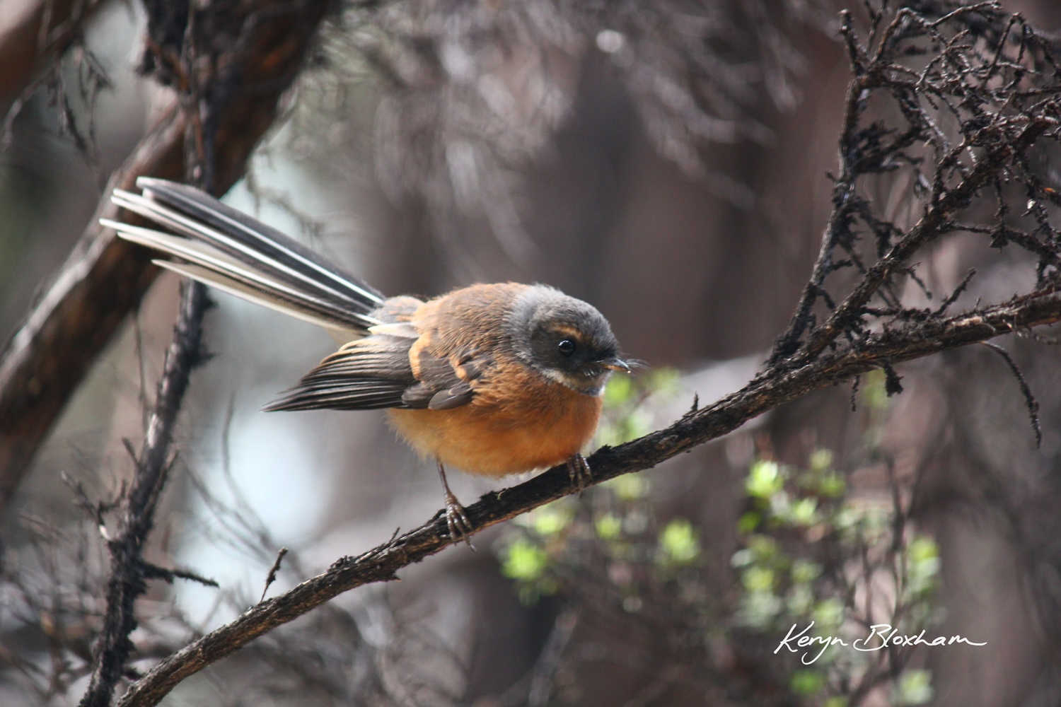 Fantail in Arthur's Pass