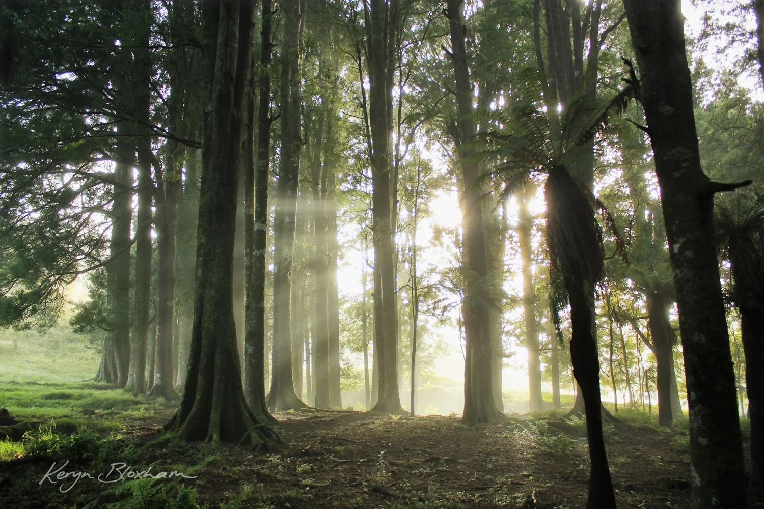 Misty Morning Taumarunui wmsm.jpg