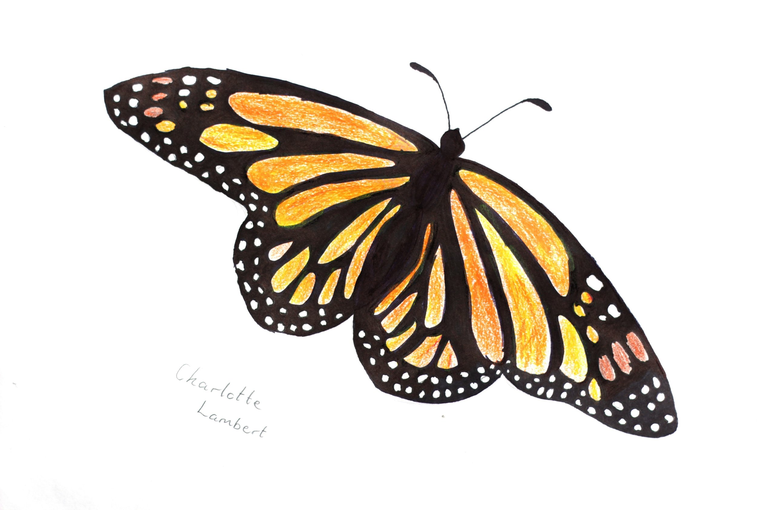 by Charlotte, 11 years old