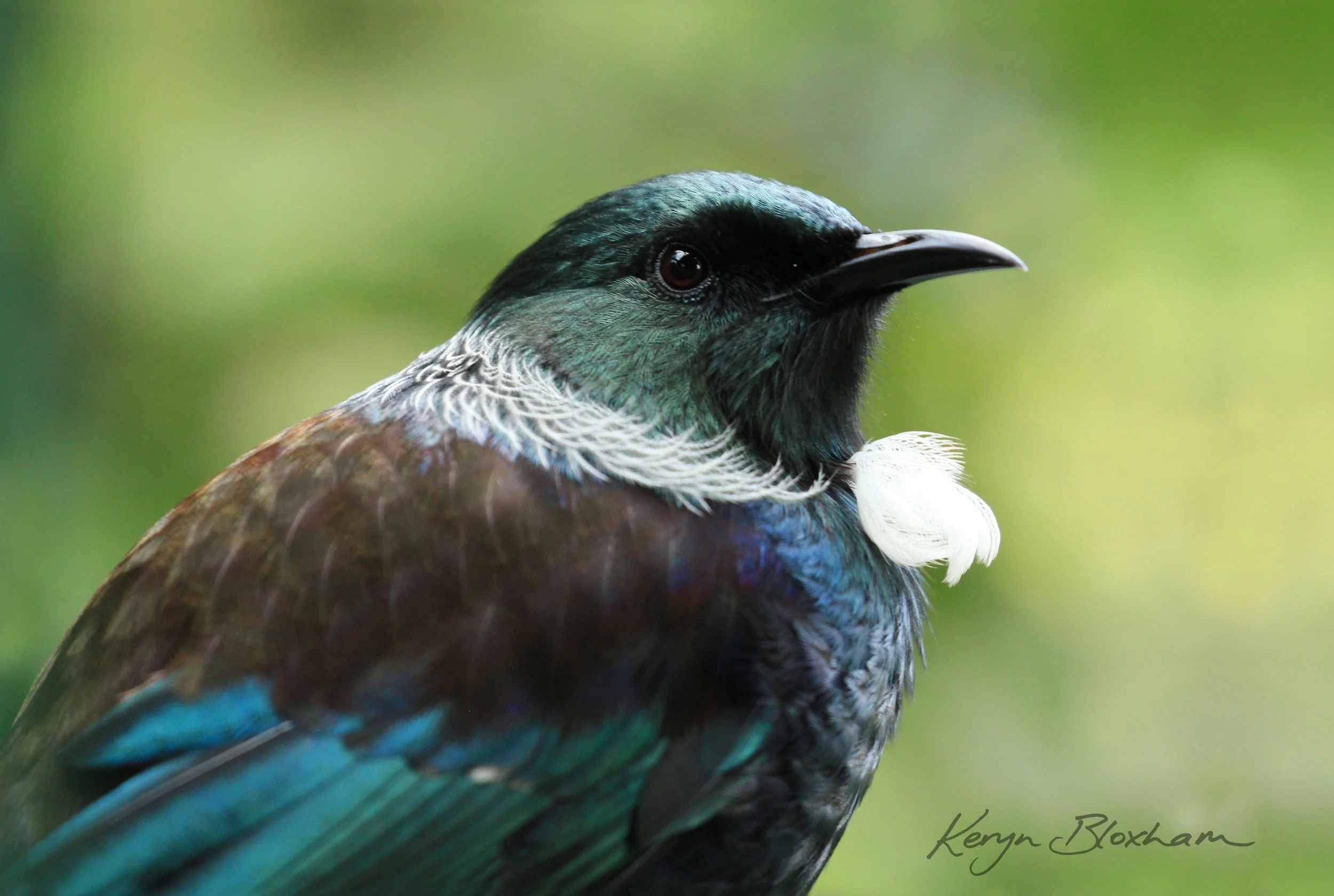 tui bird by keryn bloxham.jpg
