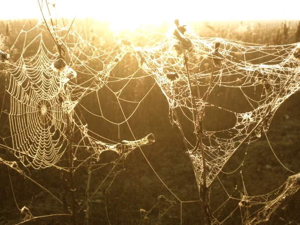 Webs
