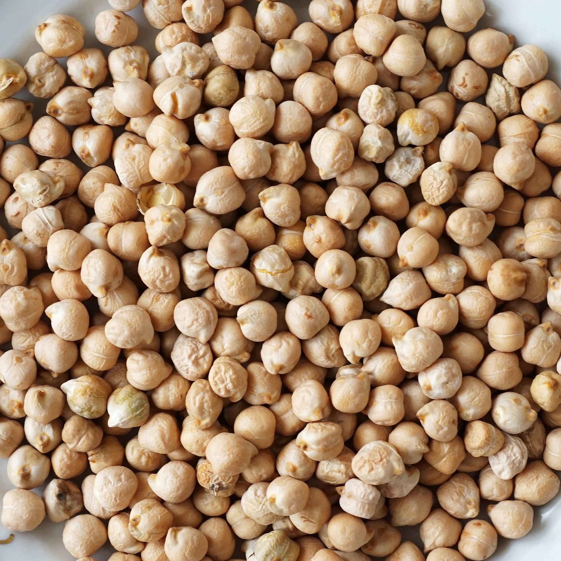 Chickpeas, Lentils, Mung Beans, Kabuli, Dun Peas, Pigeon Peas and Cow Peas, Faba Beans