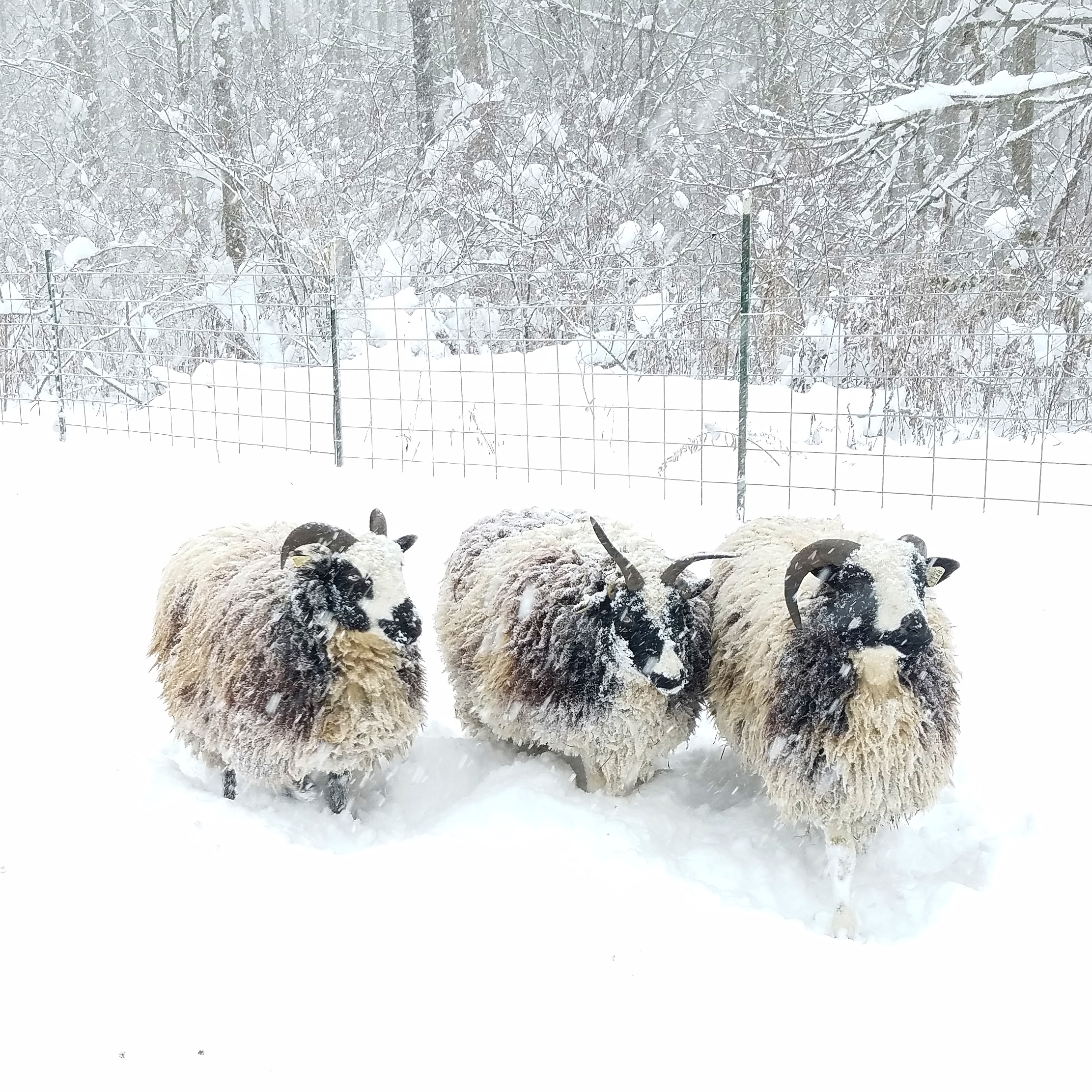Dolly, clover, and abednego Out in the snow