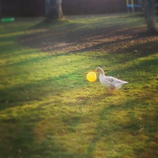 They love playing with squishy balls