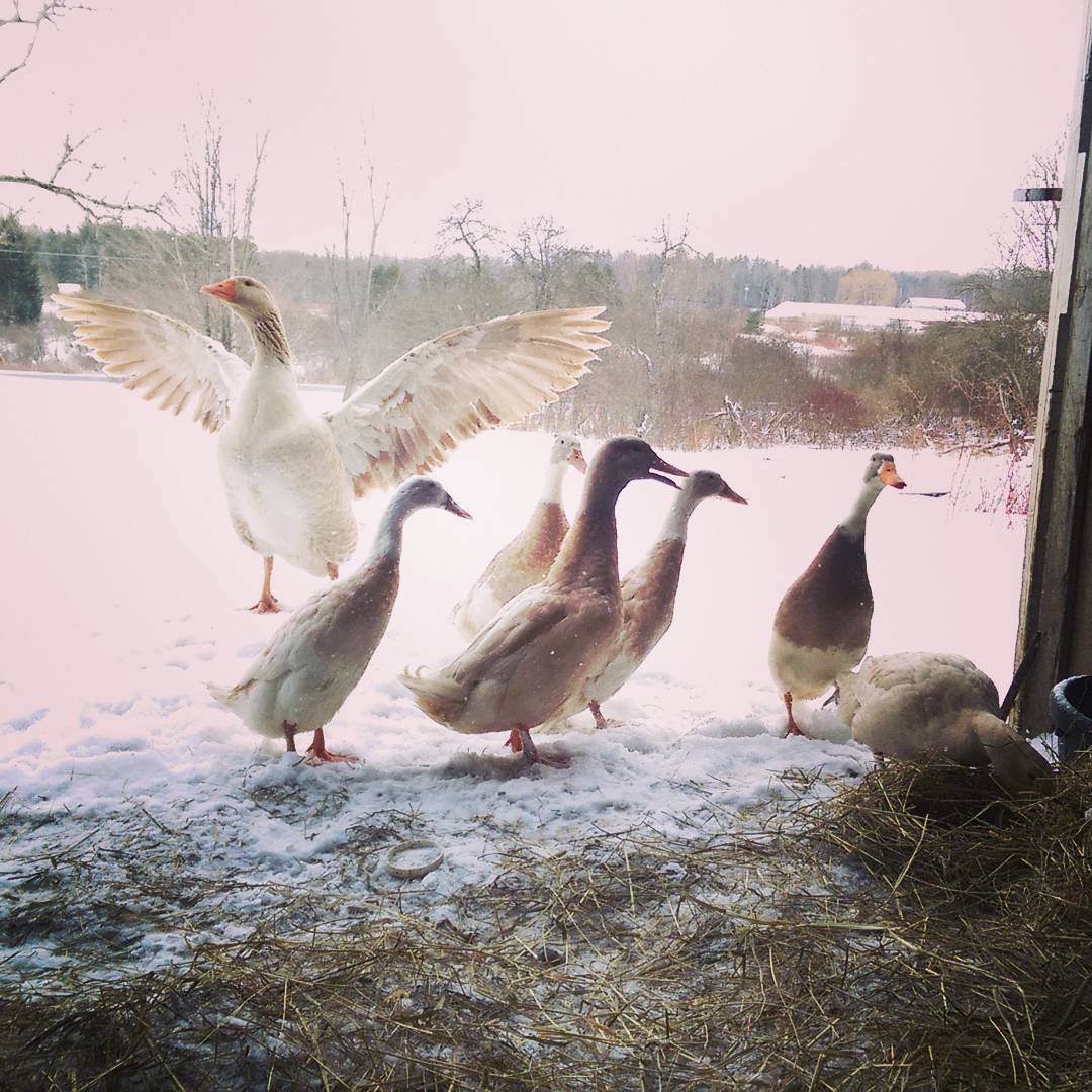 runner Ducks and geese in the snow