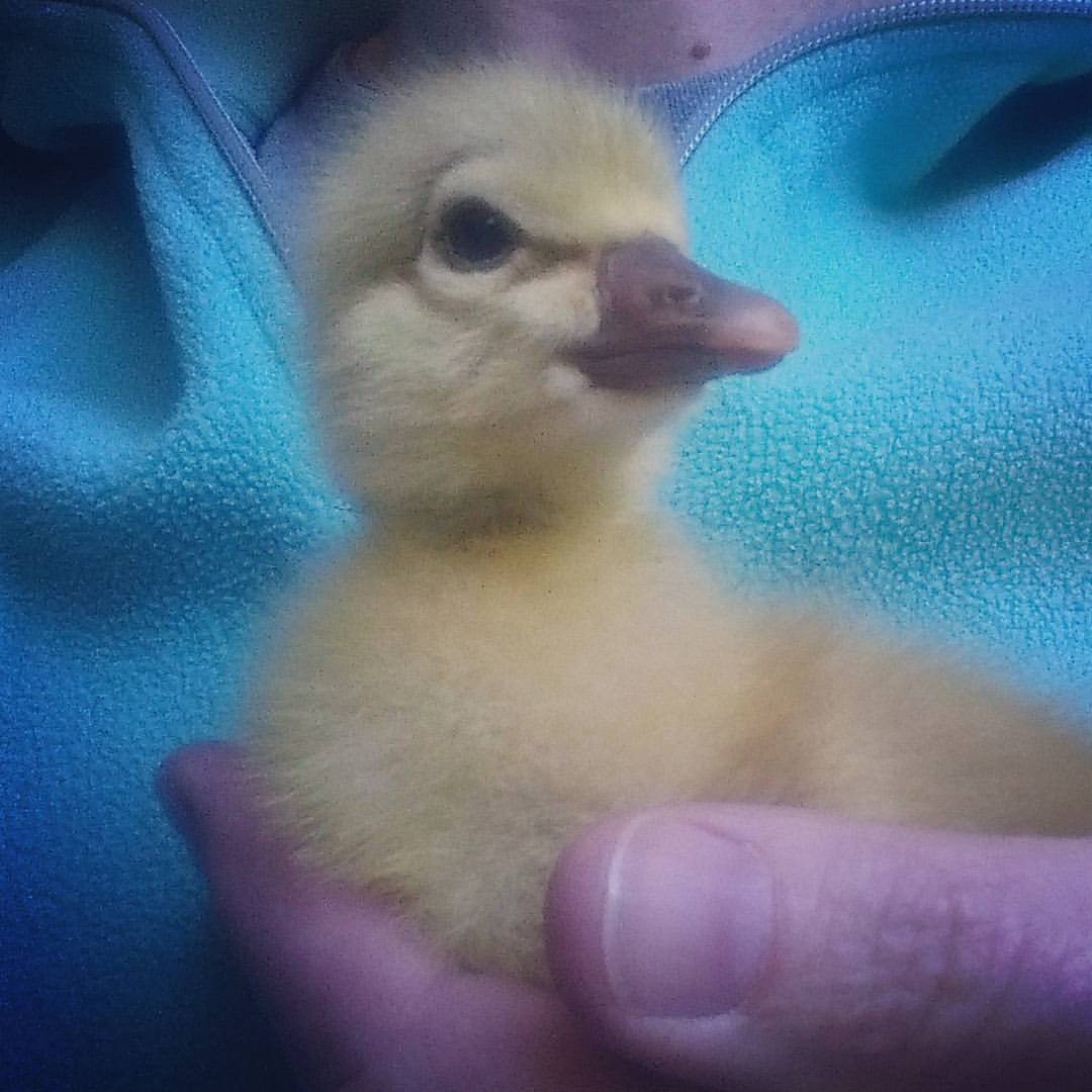 The one and only gosling we got hatched last year. I wanted to eat it for Christmas, but the kids named it "Fluffy." sooo...beef tenderloin it was! We're obviously doing this wrong. This year, I'm naming the gosling "Beef tenderloin".