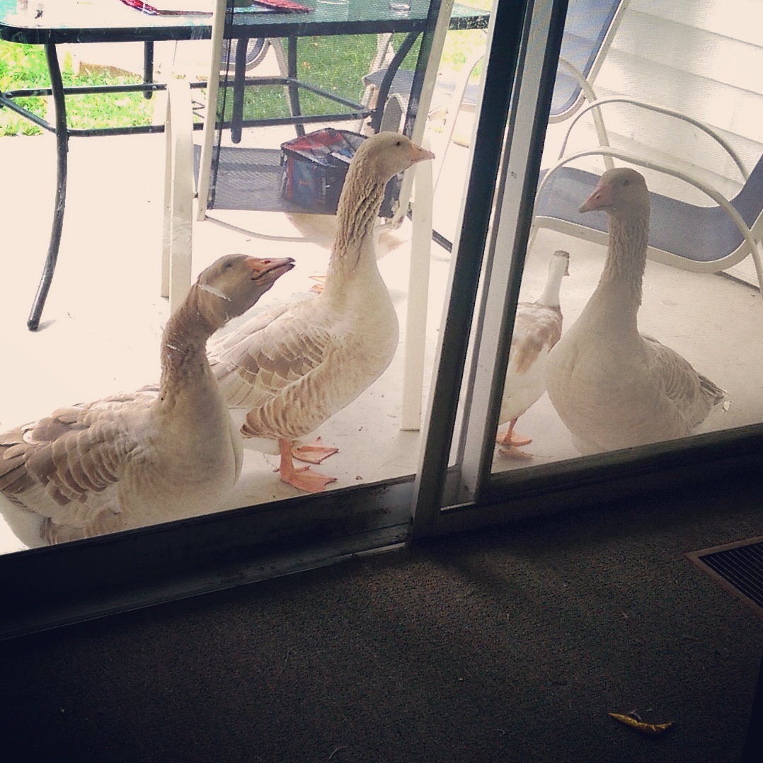 So, yes. It's possible they are spoiled. They come and knock on the back door for treats when they see us sitting down to the dining room table.